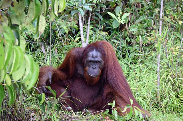 Vacation photography visiting the orangutans in Borneo